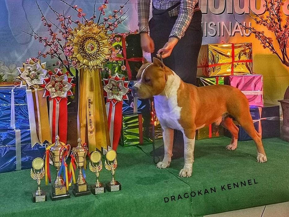 Amstaff mascul rasă pură cu pedigree