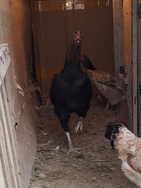 Бойцовский дакан