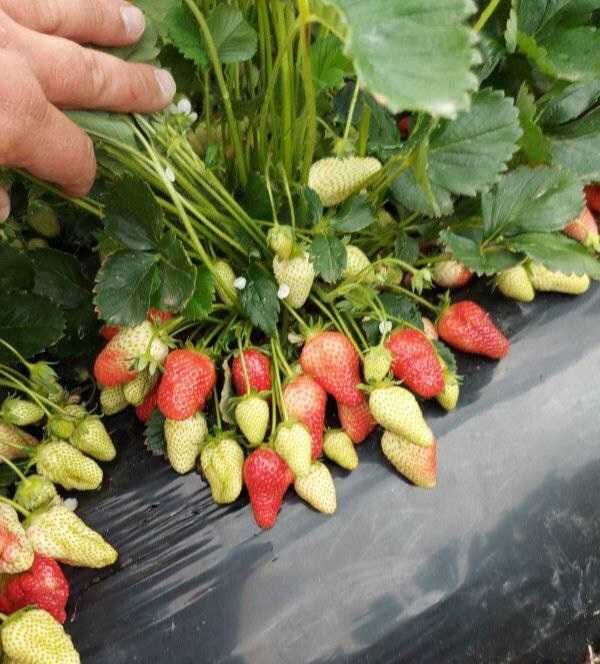 Продавам коренчета целогодишни ягоди  сорт албион