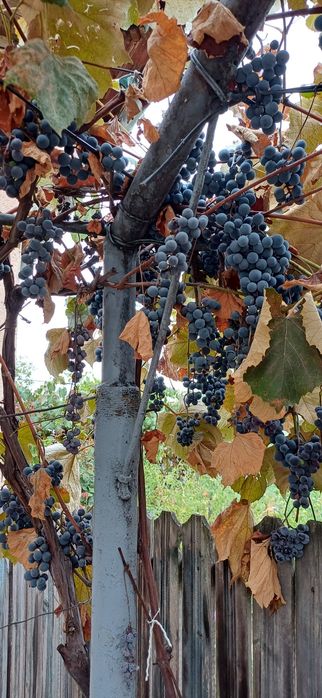 Vand struguri si prune