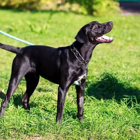 Майорская овчарка