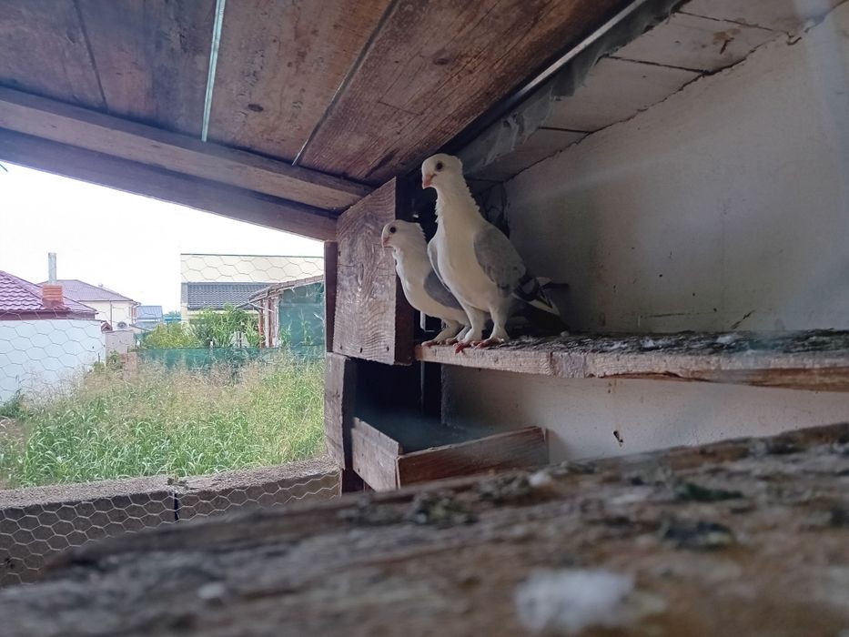 Porumbei satineți(misirlii) sau schimb cu voltați indieni