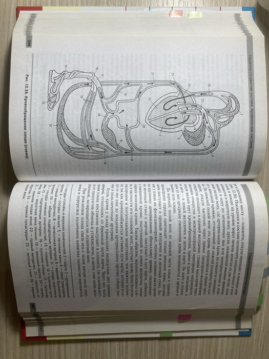 Учебное пособие «Анатомия и Физиология человека» Р.П. Самусев