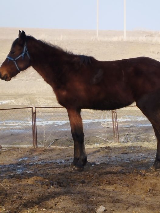 Лошадь кобыла продаю или обмен на авто