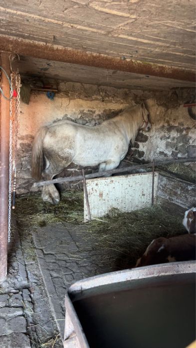 Vand sau schimb cal de 12 ani garantat de ham