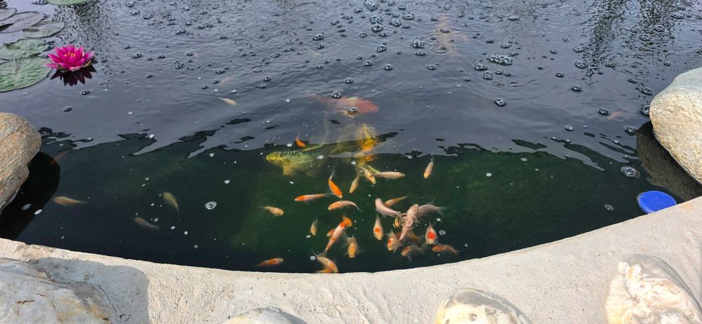 Crapii koi 5 10 cm