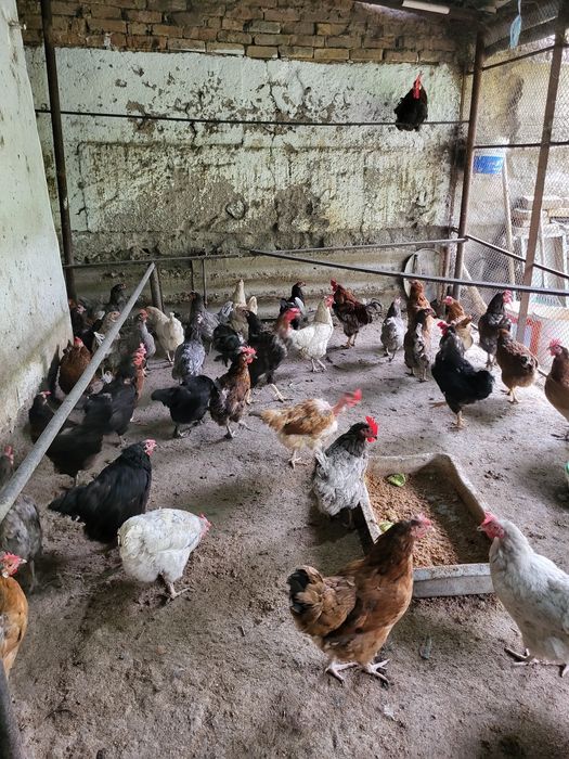 Продам 40 кур — несут 20 яиц в день!