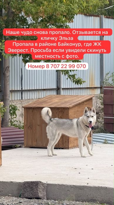 Пропала Хаски по кличке Эльза