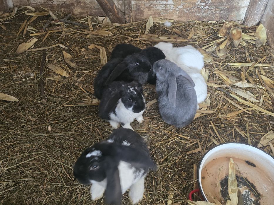 Iepuri fluture si berbec german