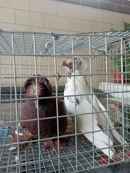 Продам Бухарских голубей цена 1 миллион милл