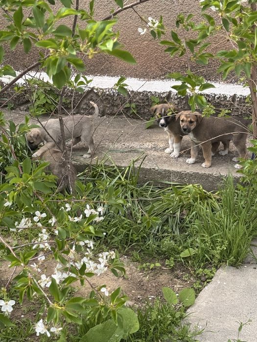 Щенята в добрые руки бесплатно