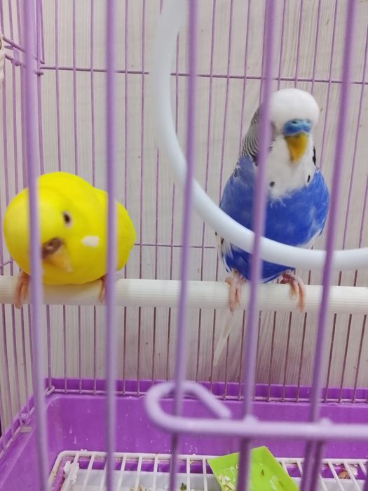 Попугаи девочка и мальчик