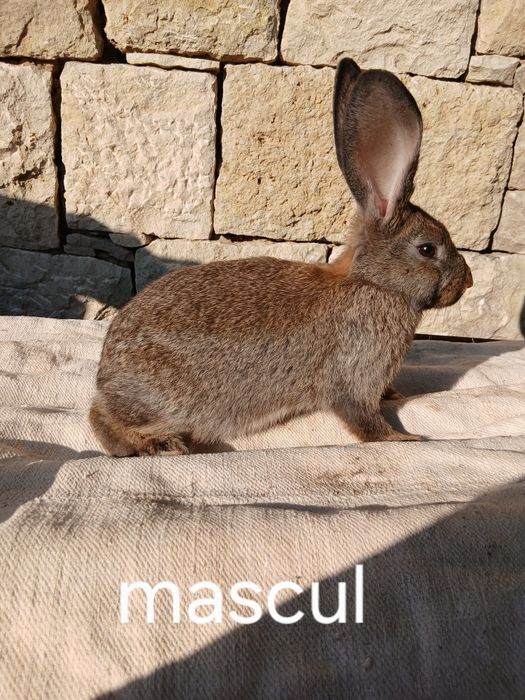 Iepurași  de vânzare