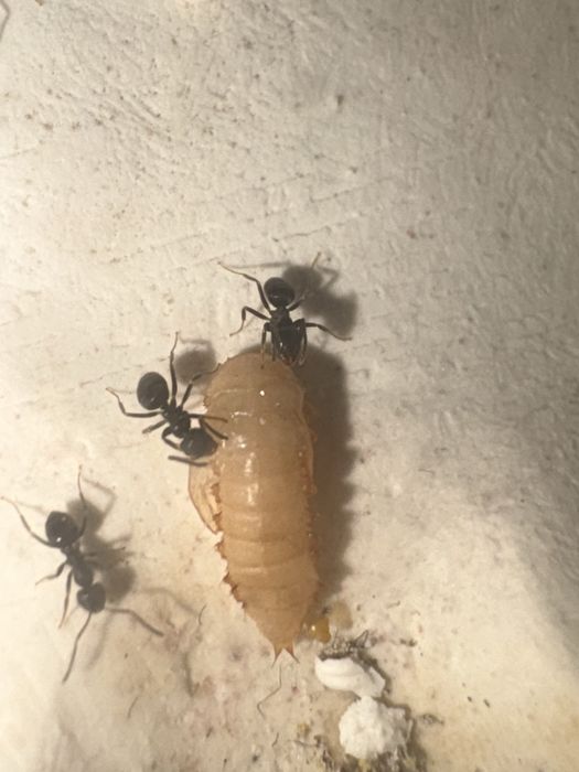 Муравьи  Lasius Niger с Польши