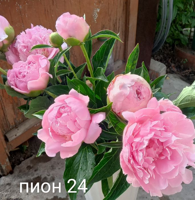 Продам срезку пионов