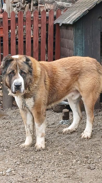 Vând mascul Asia Centrală