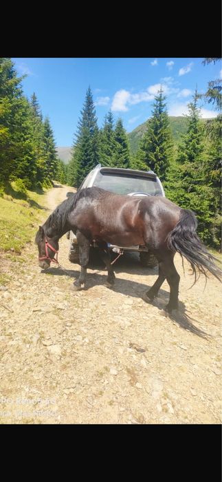 Cârlan de 3 ani invatat la caruta