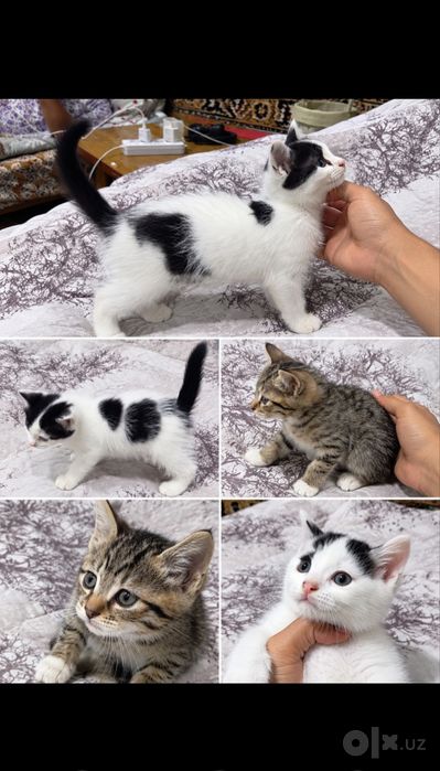 Одаю котят в добрые руки