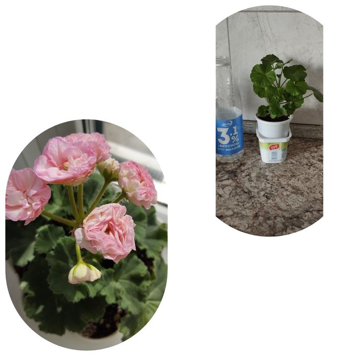 Пеларгонии много сортов герань