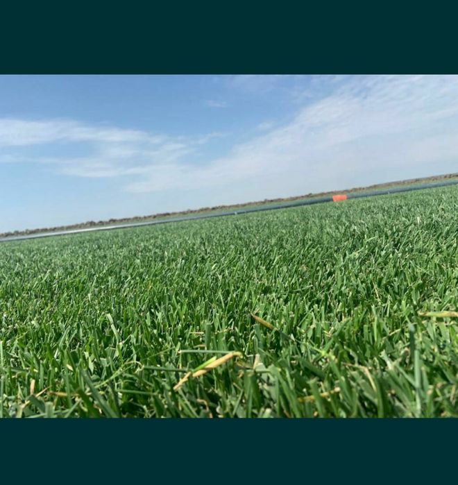 Mranița eco,fertilizanți natural pentru legume,solarii,pomi