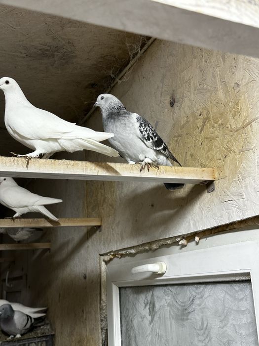 Продам голубей «Такла»