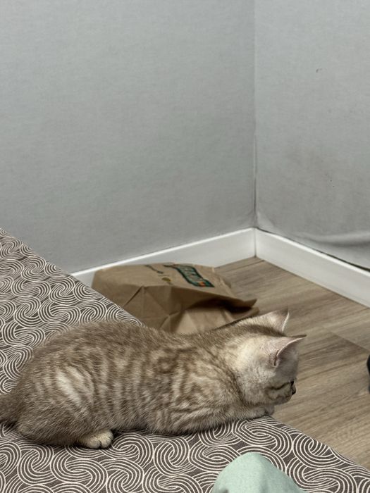 Продам породистых котят