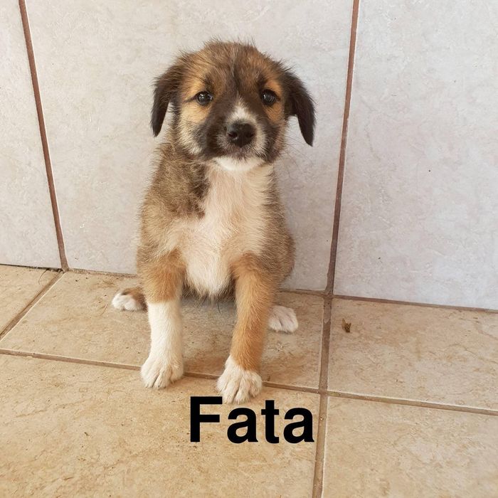 Donez catelusi de rasa comuna