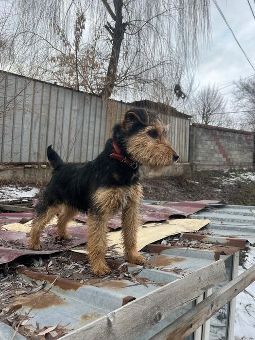 Продам Ягдтерьер