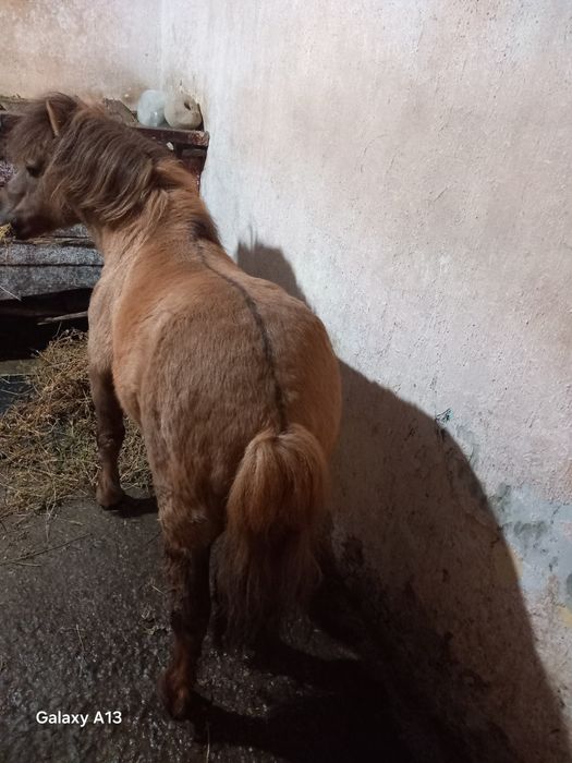 Vând ponei armăsar