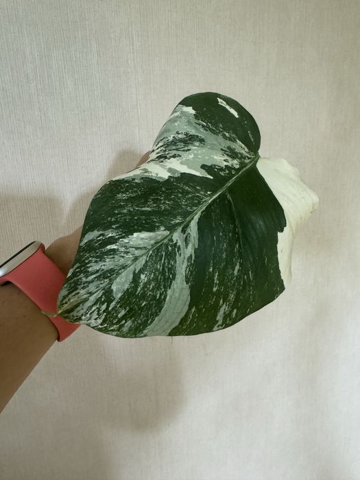 Монстера Желтая Yellow