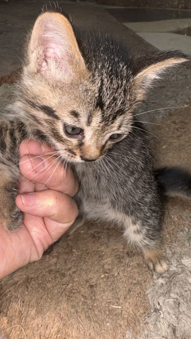 Отдам котят в добрые руки