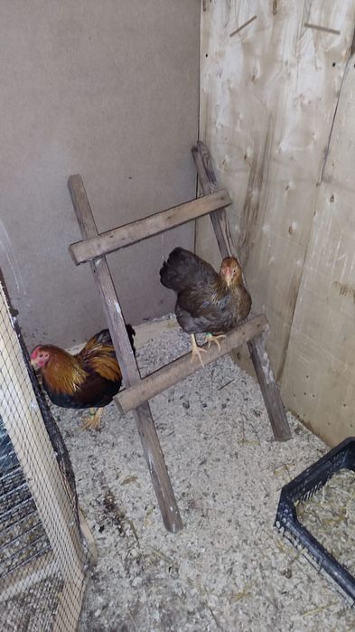 Cocoș wyandotte gât auriu pitic