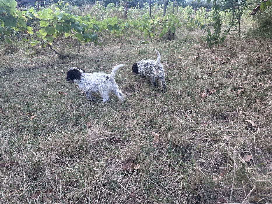 Lagotto Romagnolo