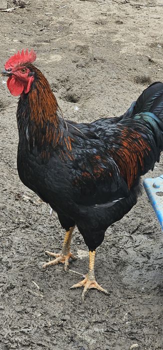 Cocoș tânăr - rasa Barnevelder