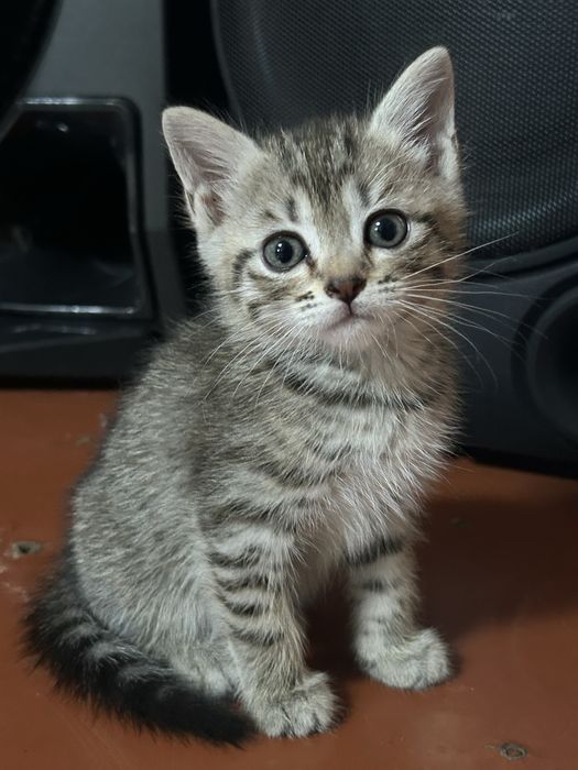 Продаю котятя породистые!