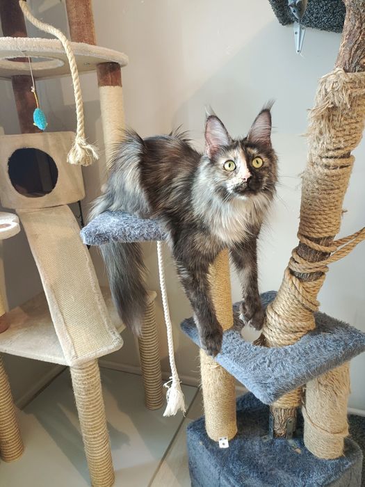 Передежка кошек . Зоогостиница