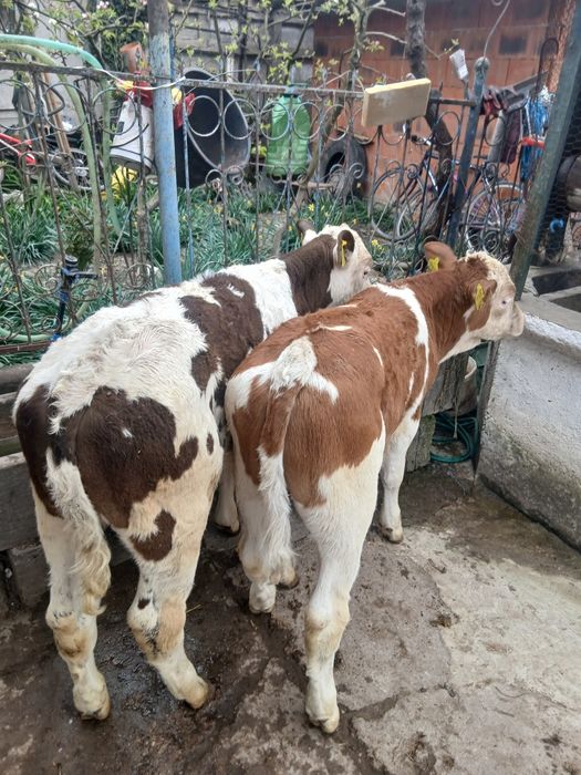 Vaca si vitei baltati