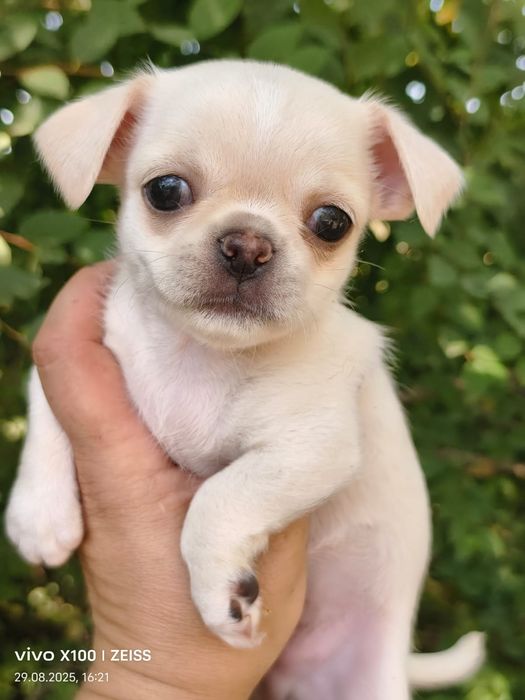 Очаровательные щенки чихуахуа.