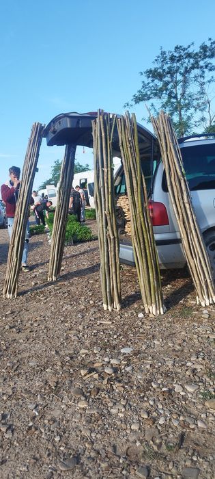 Araci de alun  de vânzare