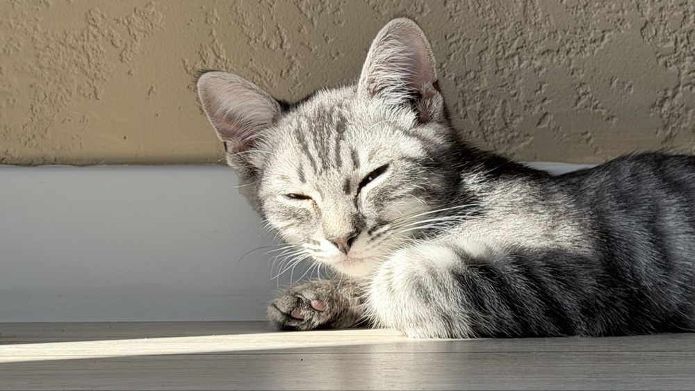 Котенок подросток