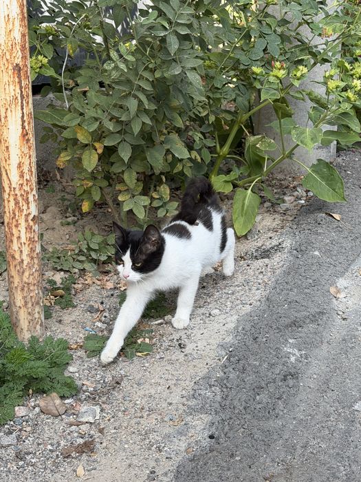 Котята ищут дом!!
