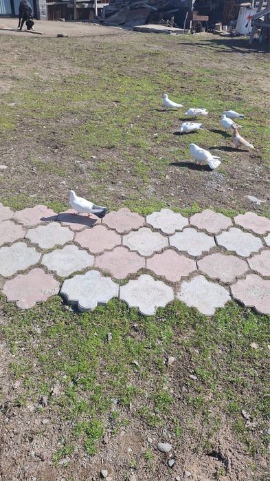 Продам голубей бакинцы