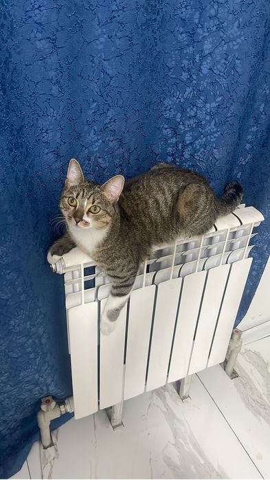 Одам бесплато в добрые руки