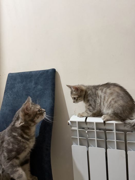 Отдам котенка маленького , только в хорошую семью