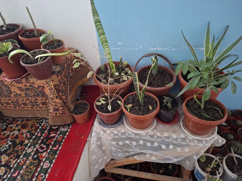 Гуллар сотилади оптомга