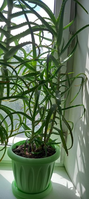 Продам алоэ лекарственный