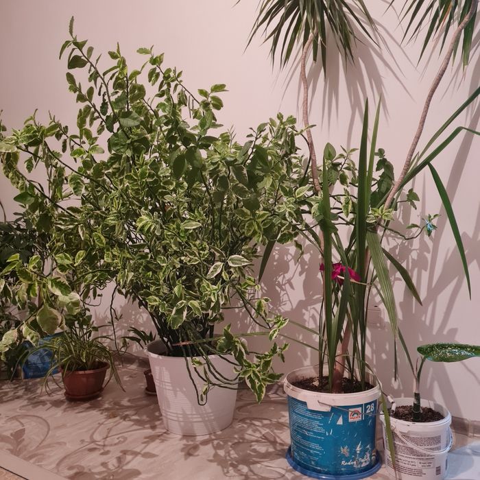 Продам комнатные цветы