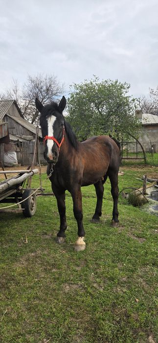 Mânz de vânzare      .