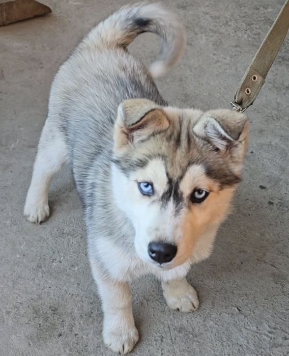 Продам хаски чистокровный