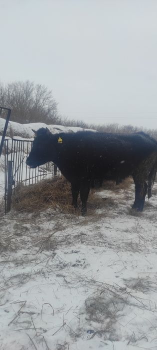 Продам тёлку 1.8 г